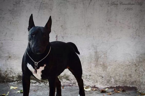 Black Bull Terrier adult