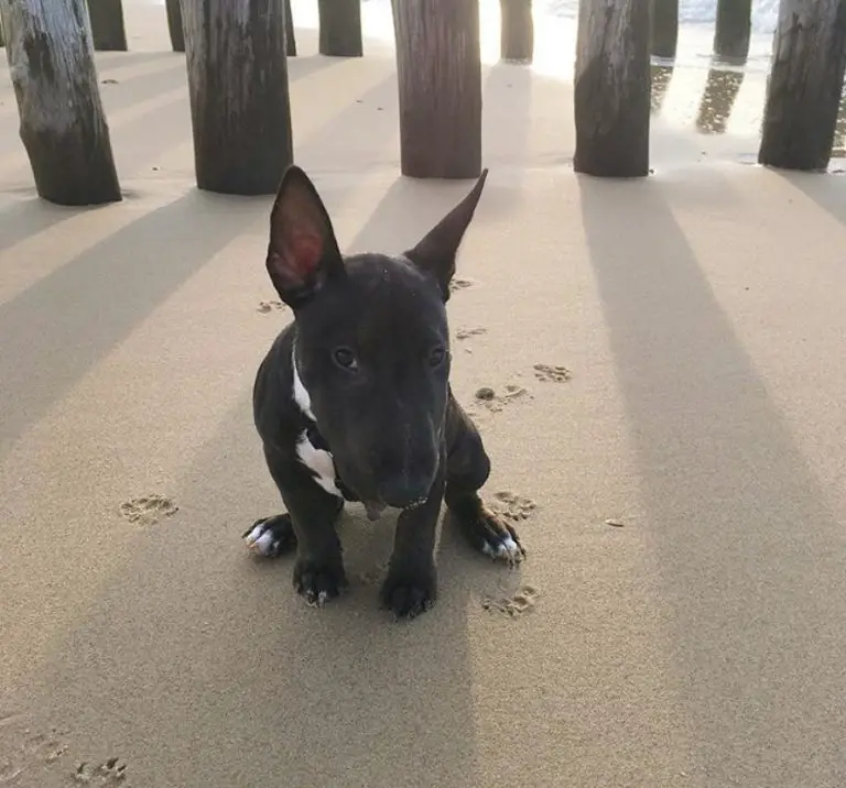 33 Adorable Black Bull Terrier Pictures Ever The Paws