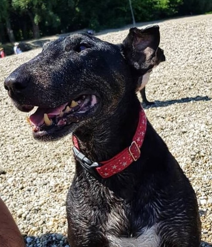 smiling Black Bull Terrier in the beach