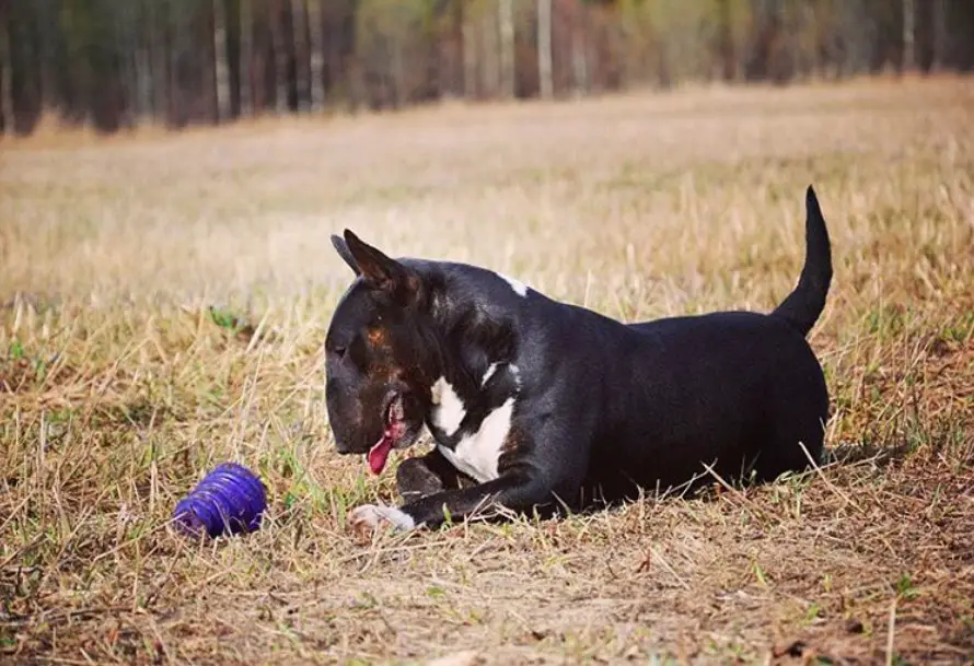 Black Bull Terrier lying on the grass while playing with its toy