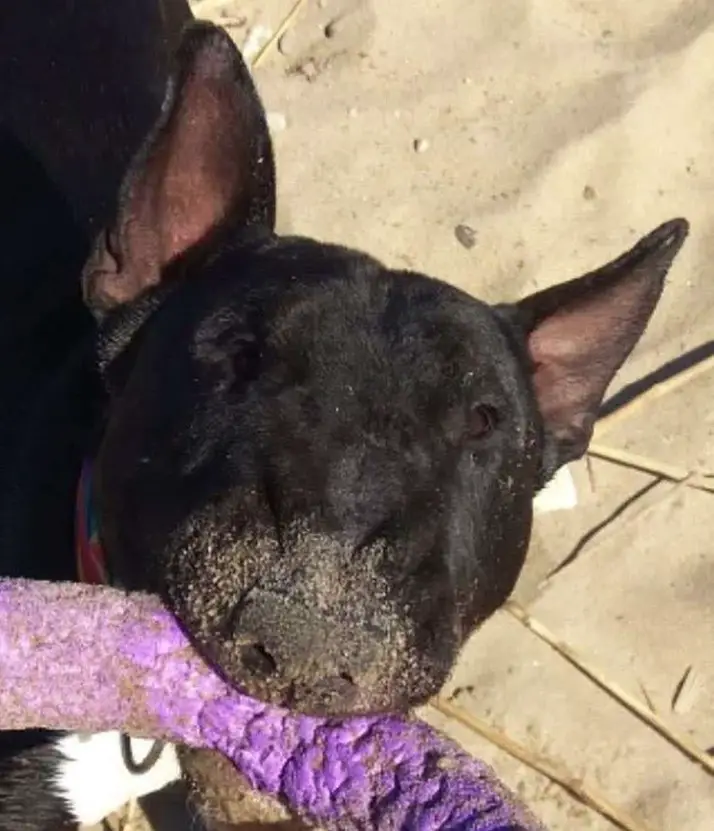Black Bull Terrier biting a tug toy with sand on its nose