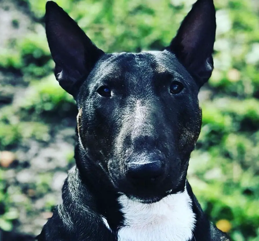 face of a Black Bull Terrier