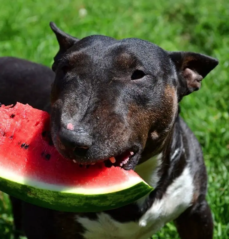 Black Bull Terrier eating watermelon