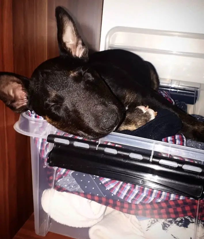 Black Bull Terrier sleeping on top of the clothes