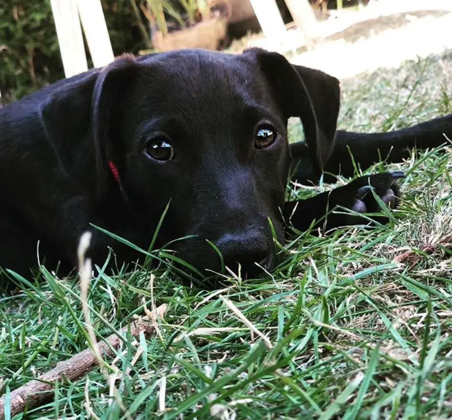 A black jack russell puppy lying on the grass