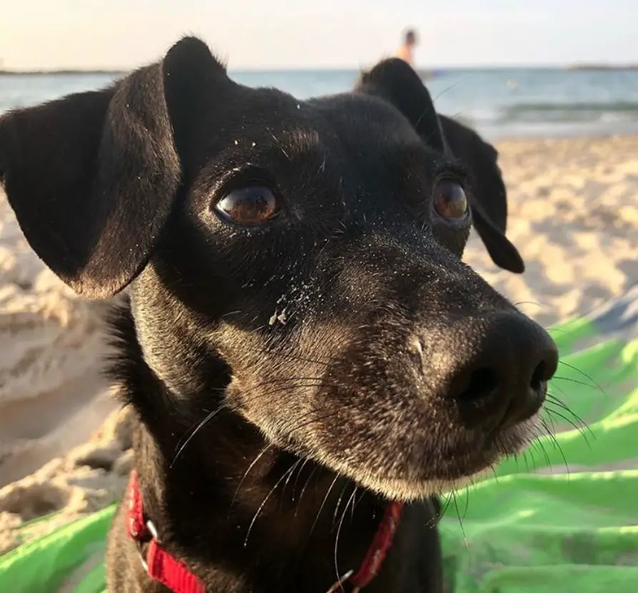 A black jack russell at the beach