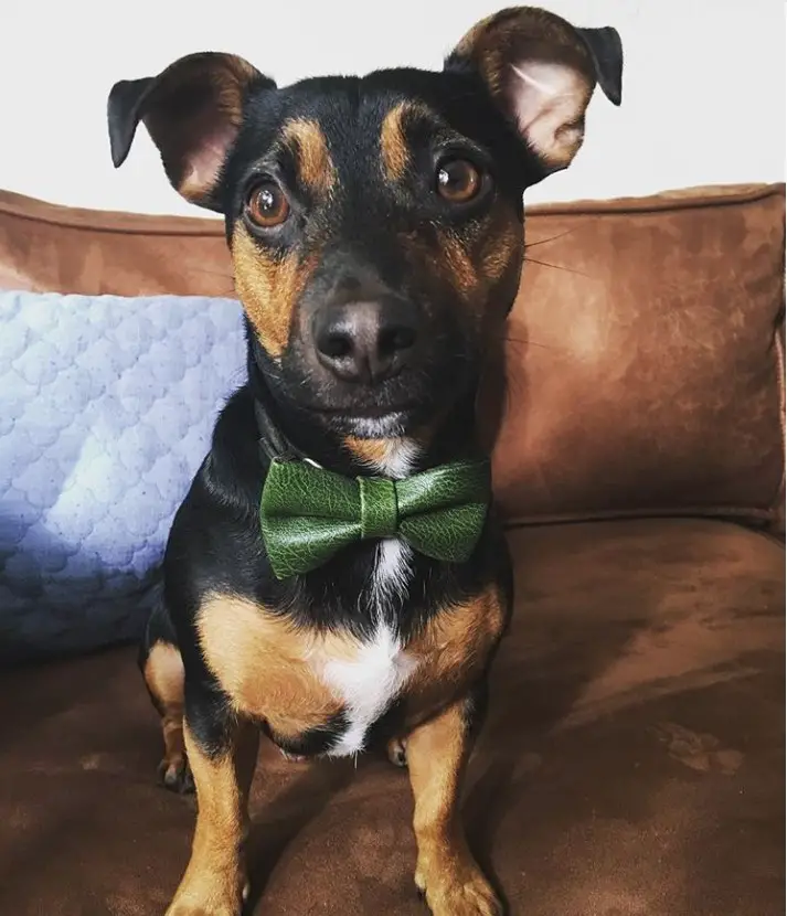 A black jack russell wearing a green bow tie while sitting on the couch