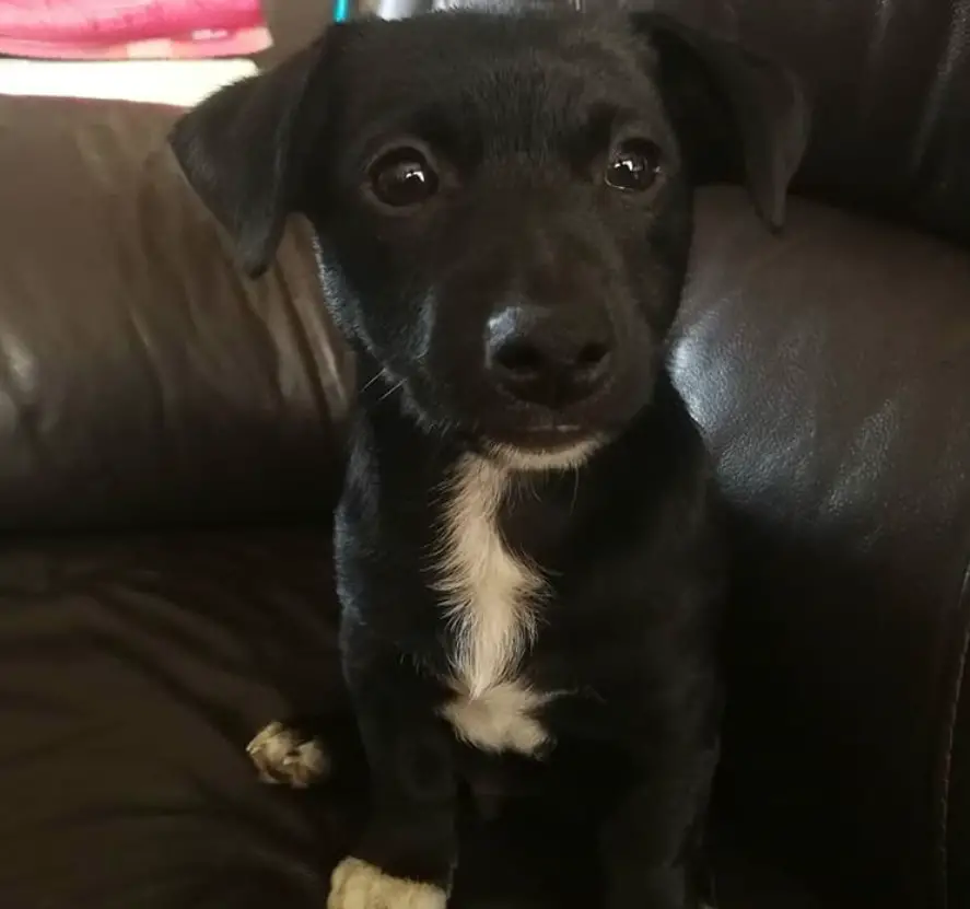 A cute black jack russell puppy sitting on the couch