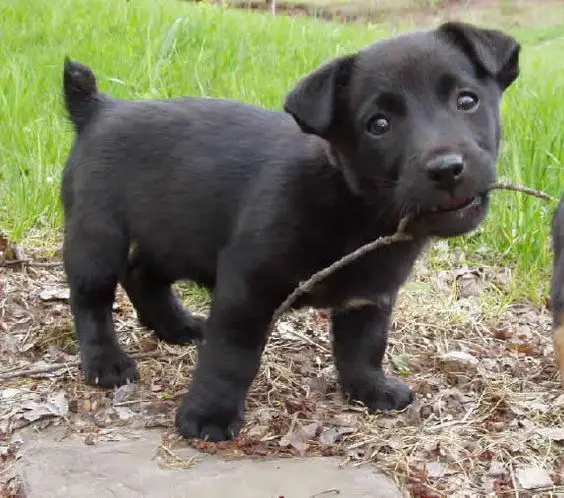 A black jack russell puppy standing on the ground in the yard with a stick in its mouth