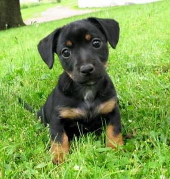 A black jack russell puppy sitting on the grass
