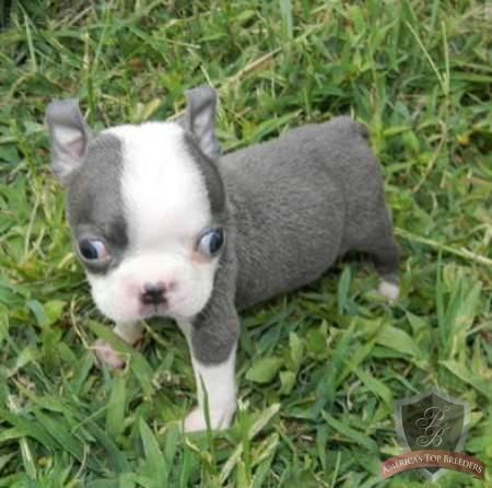 A Boston Terrier puppy standing on the grass