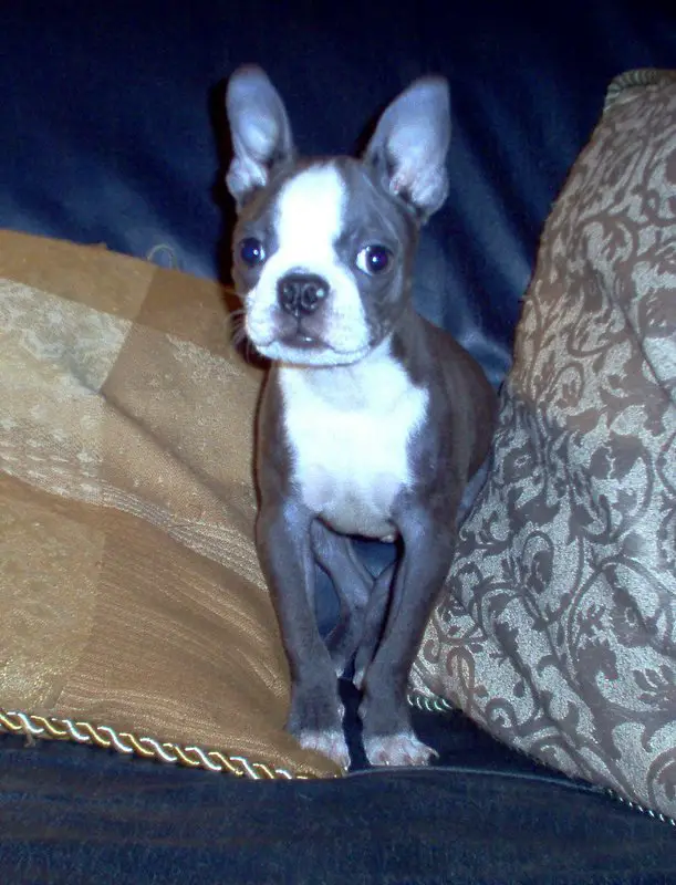 A Blue Boston Terrier puppy sitting in between the pillows on the couch
