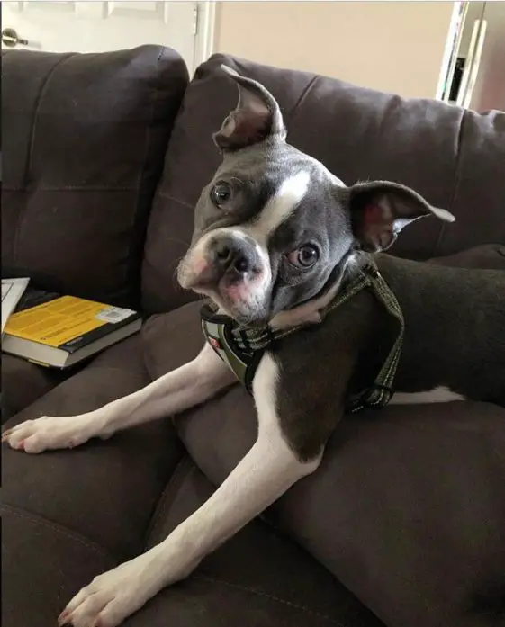 16 Cutest Pictures Of Blue Boston Terrier You Will See Today | Page 2 ...