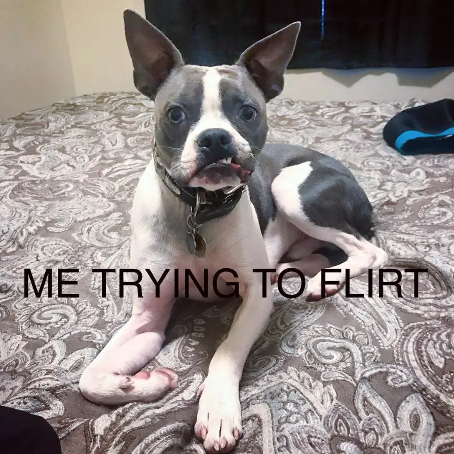 A Boston Terrier lying on the bed with its forced smile photo with text - me trying to flirt