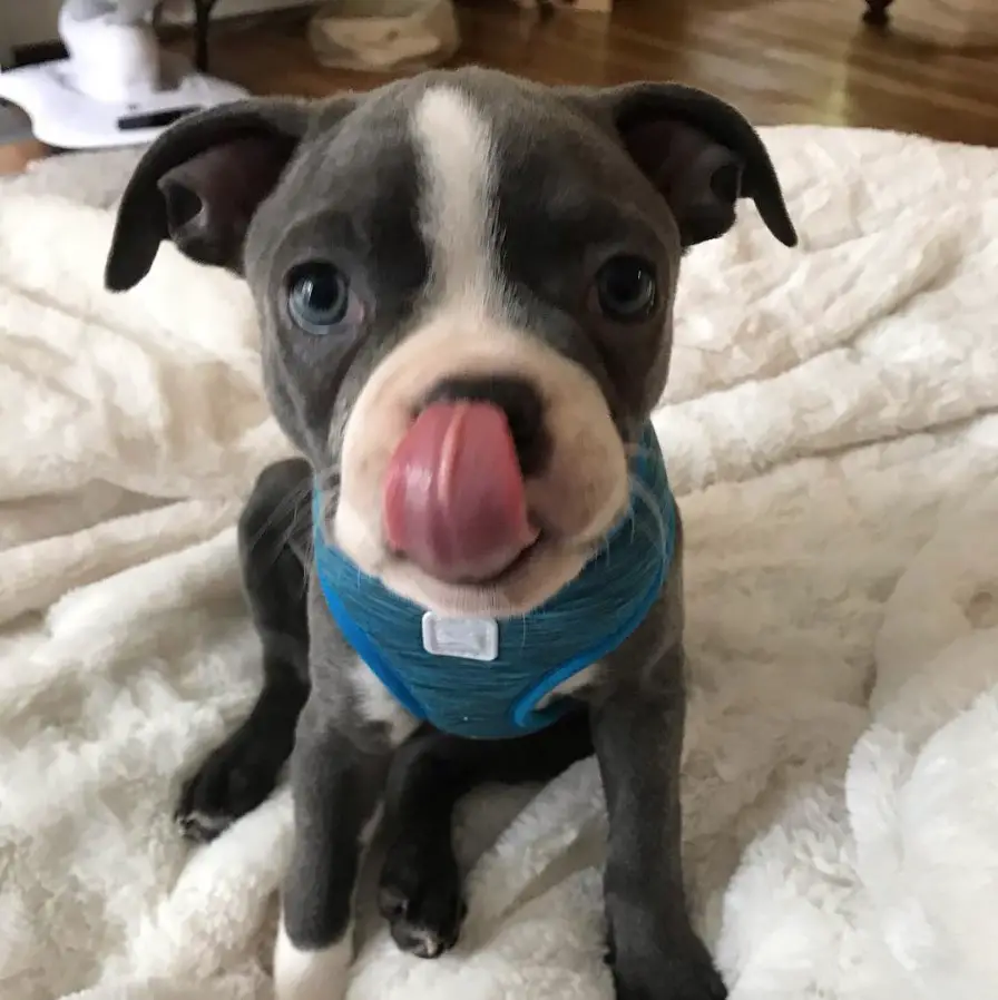 A Boston Terrier puppy sitting on the bed while licking its nose