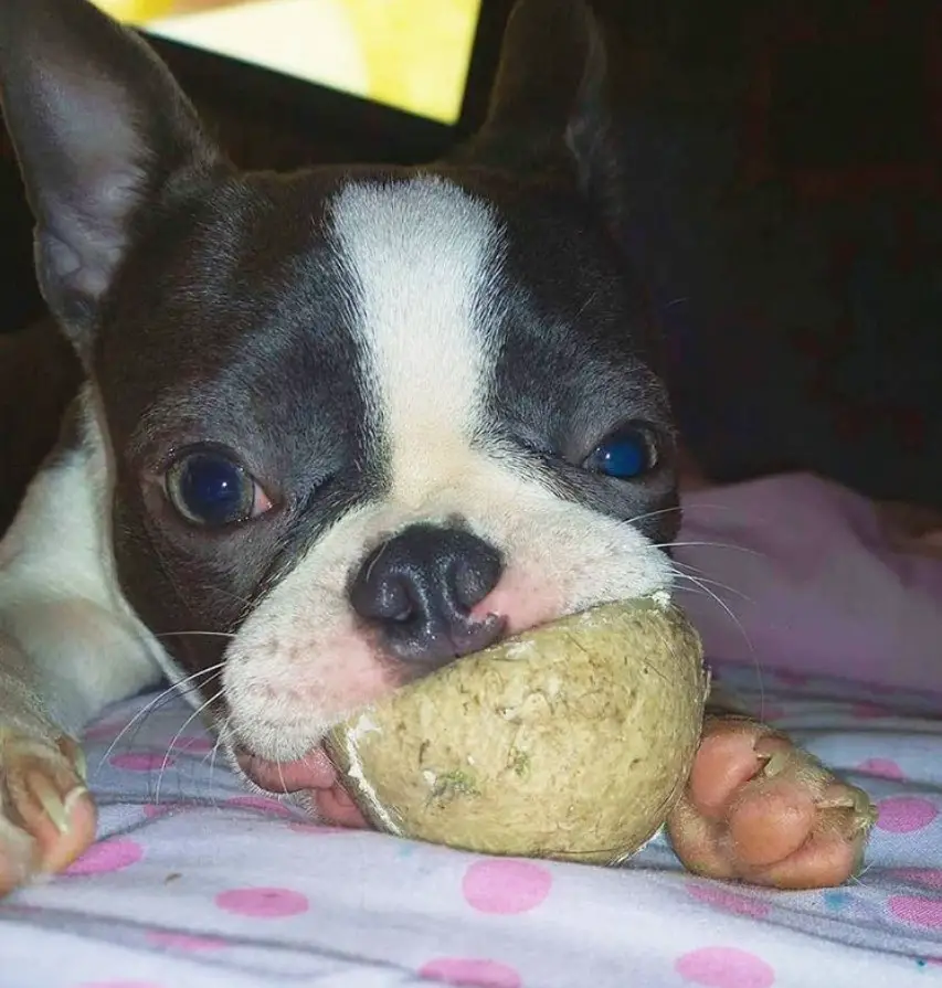 A Boston Terrier puppy lying on the bed with a ball in its mouth