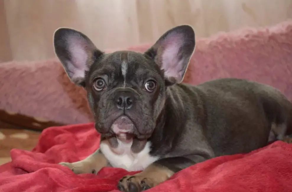 10+ Best French Bulldog Names The Paws