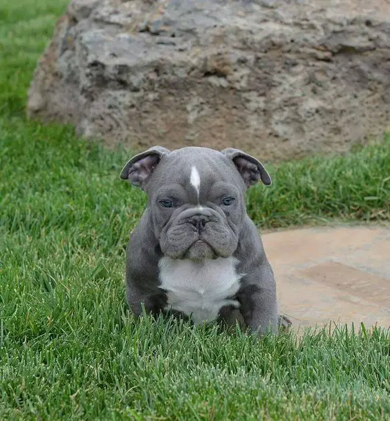 Blue Nose Pitbull sitting on the green grass with its grumpy face