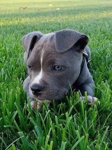Blue Nose Pitbull puppy lying down on the green grass