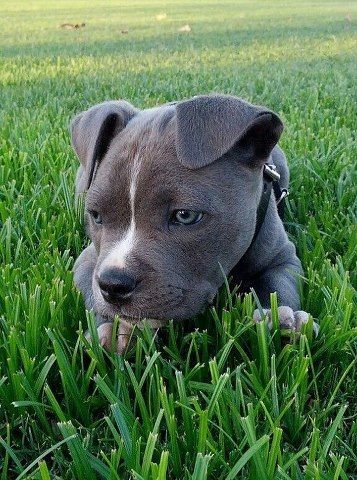 Blue Nose Pitbull puppy lying down on the green grass