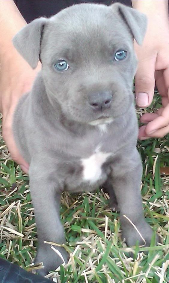 Blue Nose Pitbull puppy sitting on the green grass