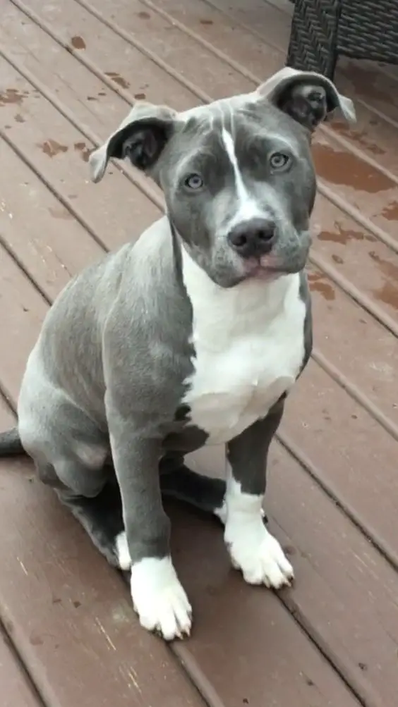Blue Nose Pitbull sitting on the wooden floor