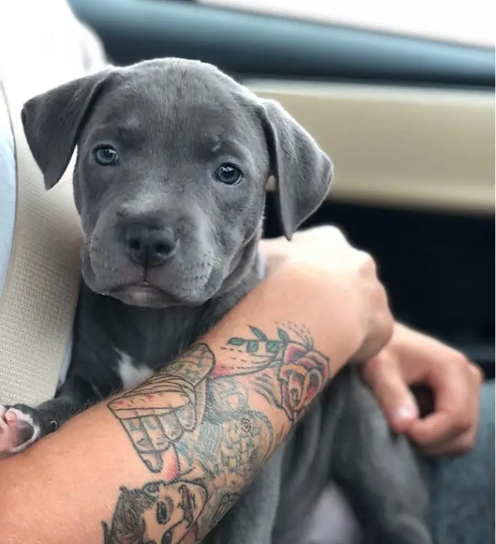 Blue Nose Pitbull puppy on top of its owner's lap inside the car