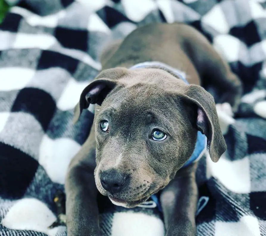 Blue Nose Pitbull puppy lying down on the blanket
