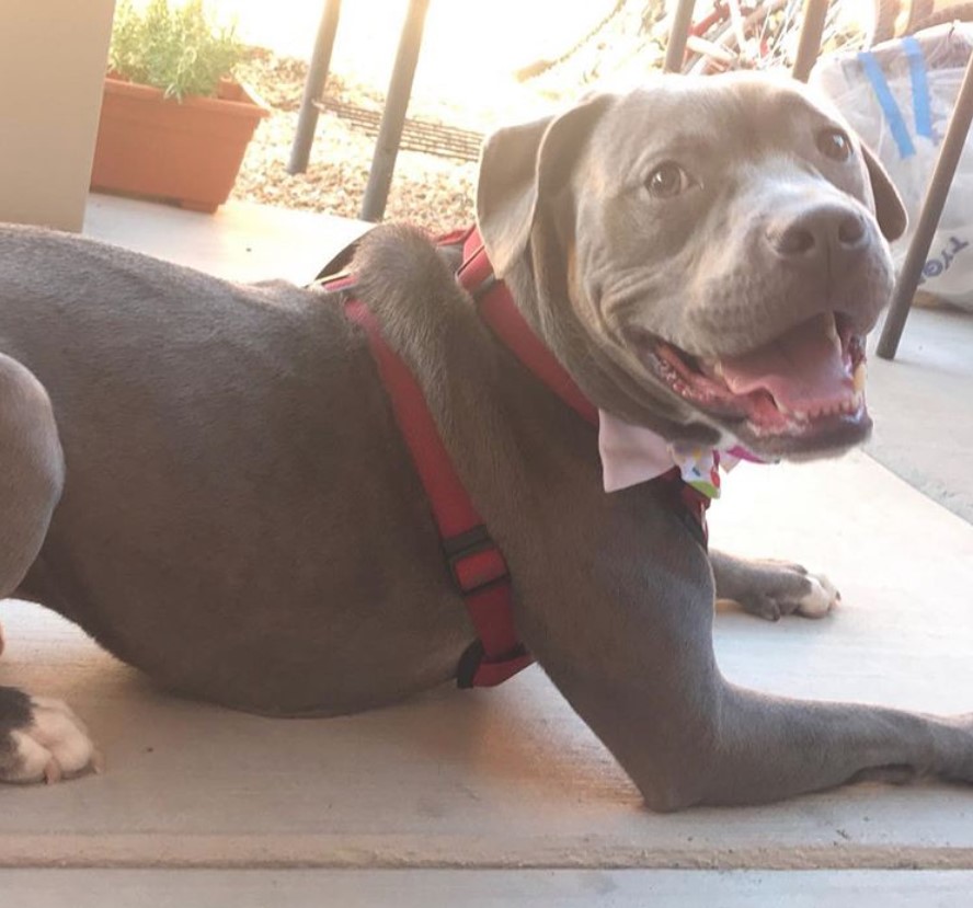 Blue Nose Pitbull lying down on the floor in the veranda