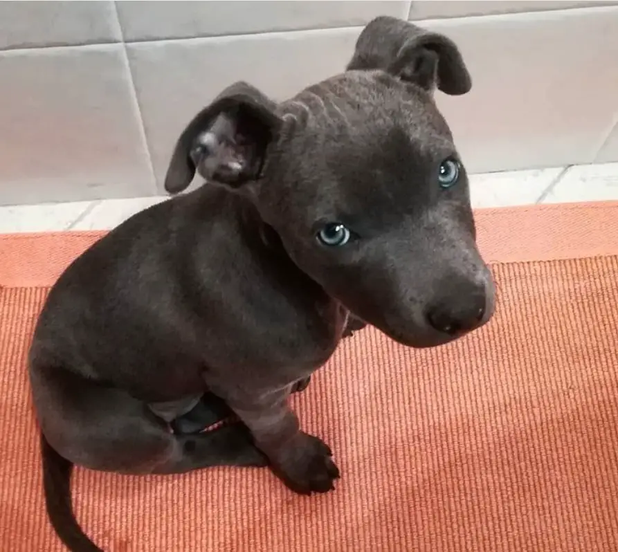 black Blue Nose Pitbull puppy sitting on the floor with its sad eyes