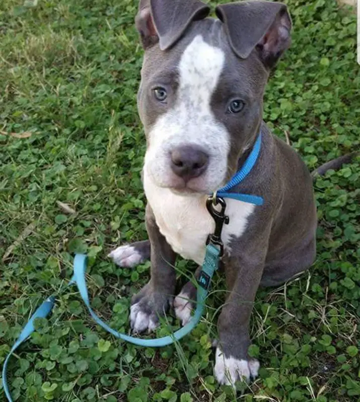 Blue Nose Pitbull puppy sitting on the green grass