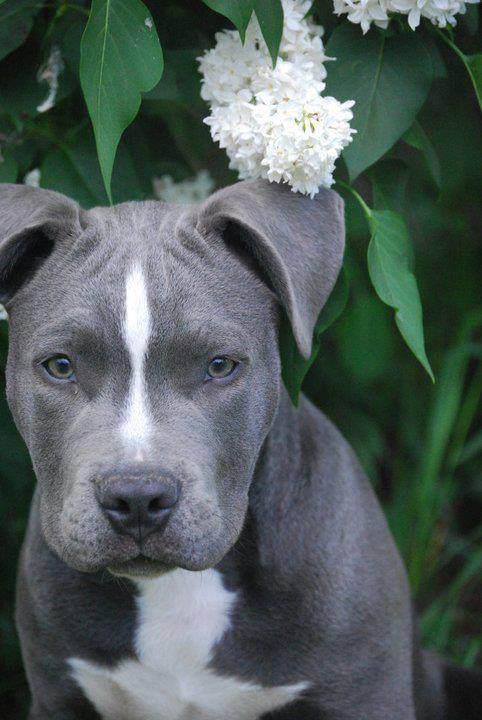 Blue Nose Pitbull puppy in the garden