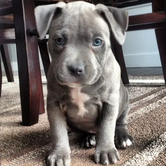 Blue Nose Pitbull puppy sitting on the floor