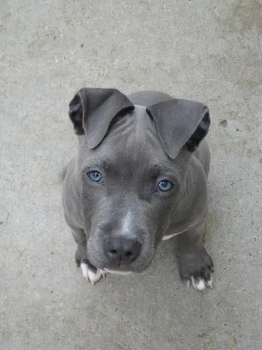 Blue Nose Pitbull sitting on the floor looking up