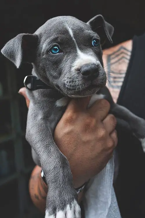 man carrying a Blue Nose Pitbull puppy