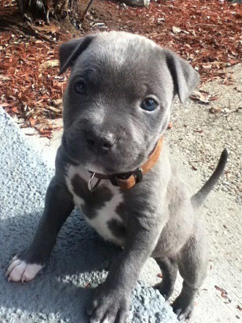 Blue Nose Pitbull puppy standing up against the cement stairs