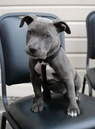 Blue Nose Pitbull sitting on the chair