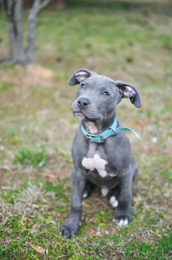 Blue Nose Pitbull puppy sitting on the green grass