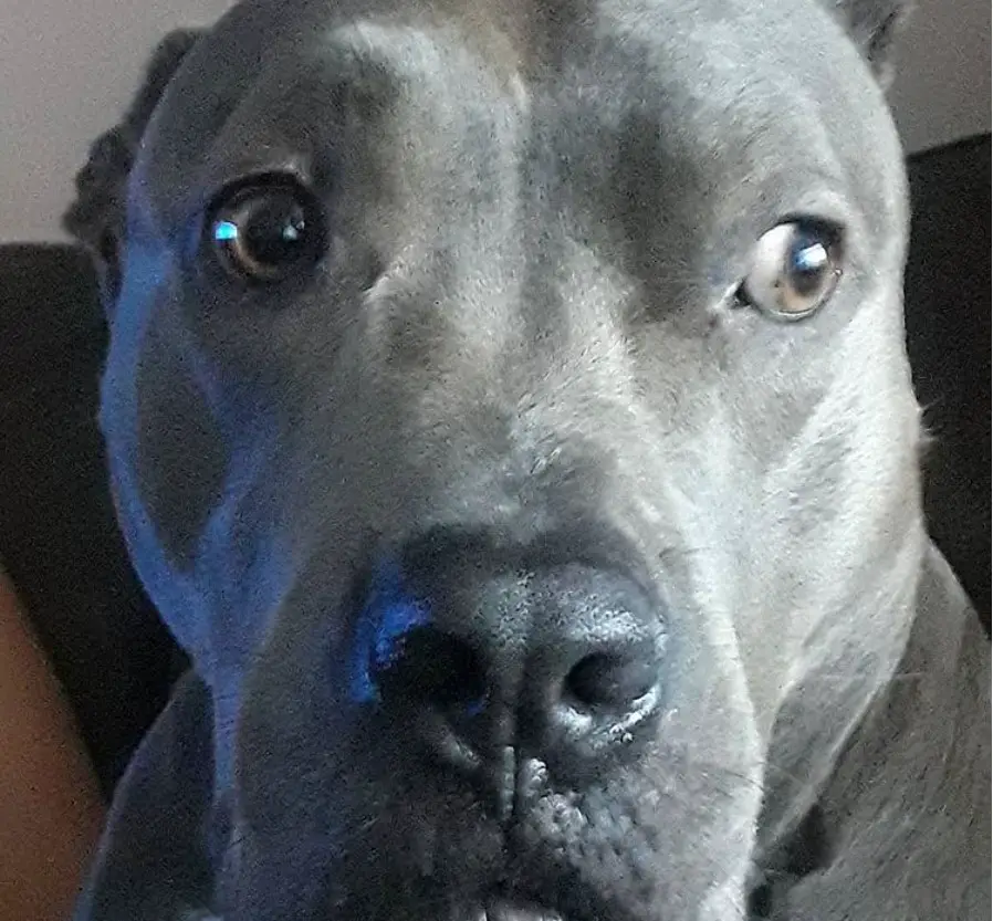 a gray Pitbull sitting on the couch with its scared face