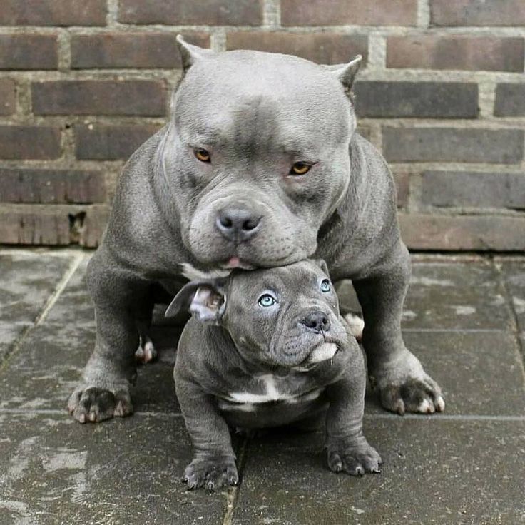a blue Pitbull adult and puppy standing on the floor