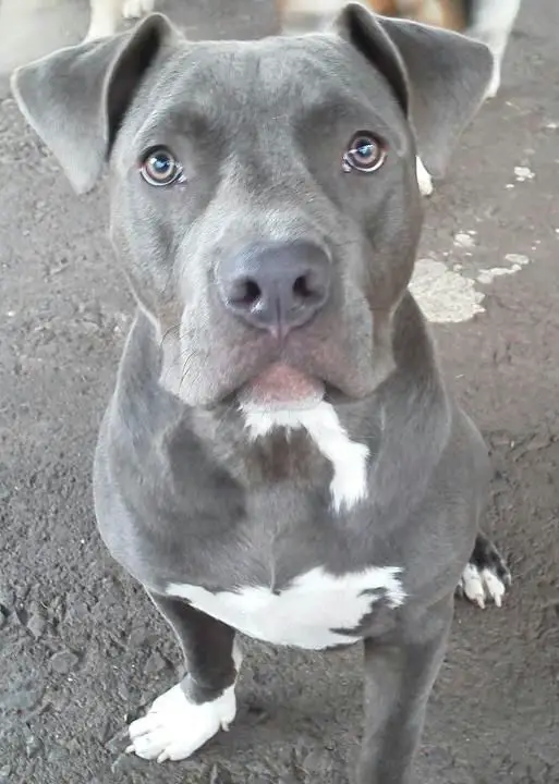 A Pitbull sitting on the concrete while looking up with its begging face