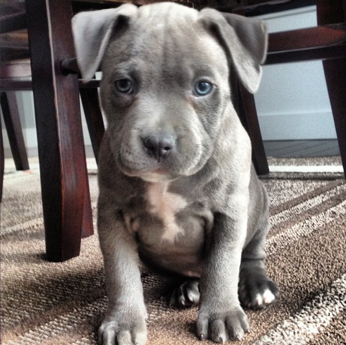 A blue Pitbull puppy sitting on the floor with its adorable face