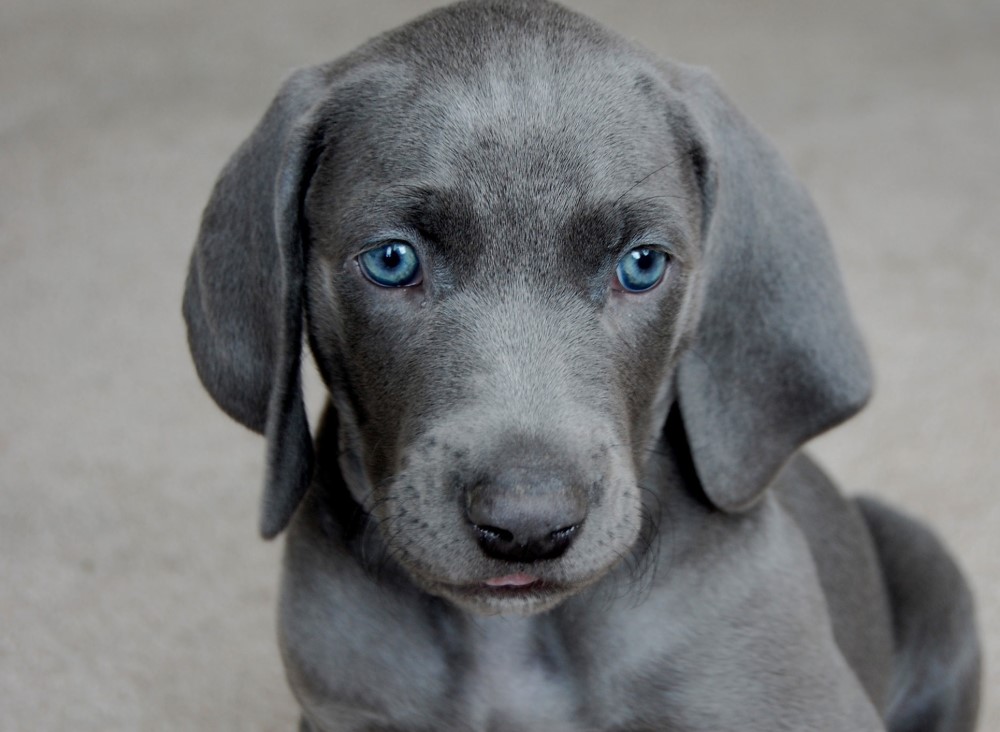 A blue Pitbull with blue eyes sitting on the floor