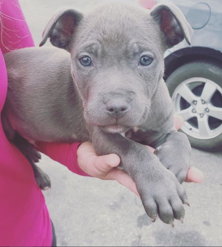 a blue Pitbull puppy in the arms of a woman