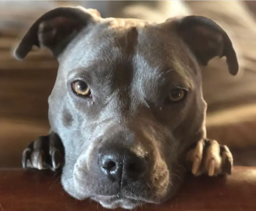 A Pitbull with its pleading paws and begging face on the couch