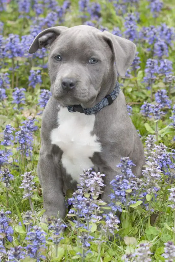 A blue Pitbull puppy sitting in the field of purple flowers