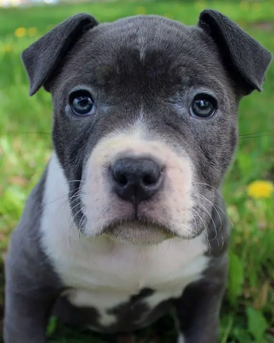 A blue Pitbull puppy sitting on the green grass