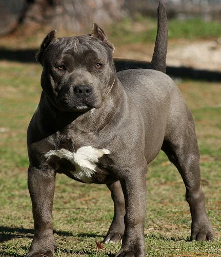 A blue Pitbull standing on the grass