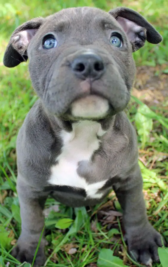 A blue pitbull puppy sitting on the grass