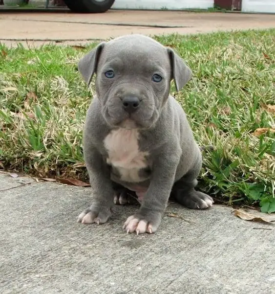 A blue Pitbull puppy sitting on the pavement pathway in the garden